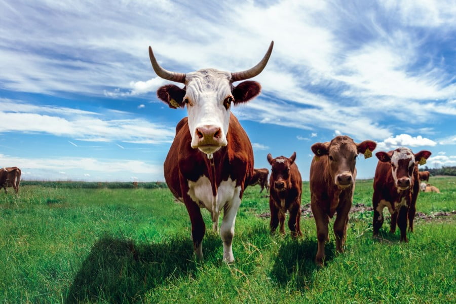 Farm a group of cows in a field