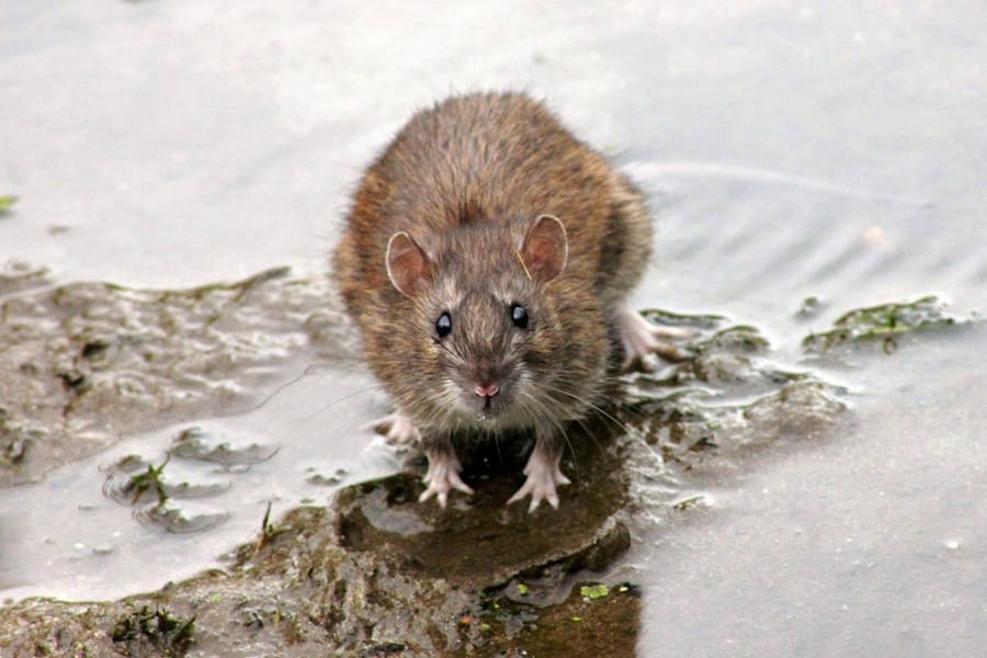 Leptospira