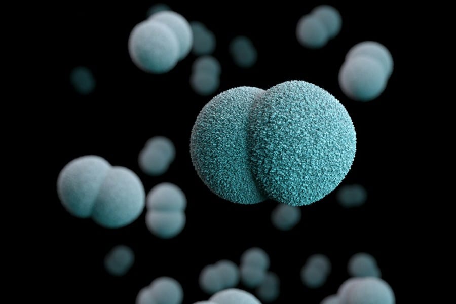 Neisseria meningitidis